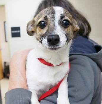 This adorable little 6 month old terrier mix carries the big big name of Judi Dench! Now's your chance to bring this talented lady into your life.