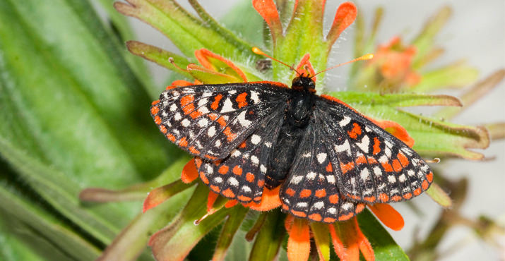 Oregon Zoo Releases Hundreds of Endangered Butterflies Into The Wild