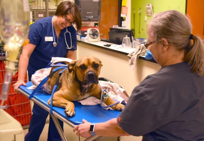 DoveLewis Animal Hospital to Star in National Geographic TV Series: “Animal ER Live”