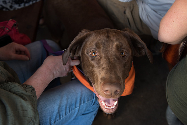 DoveLewis Veterinary Emergency Hospital Offers Summertime Tips to Help Pets