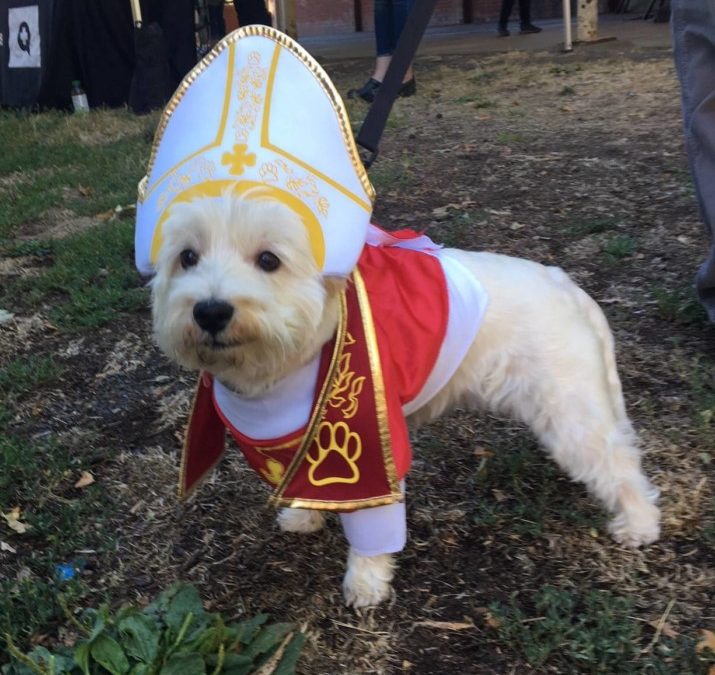 Westie dress cheap