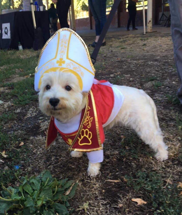 Costume Clad Westies (and Friends) Raise Funds for DoveLewis