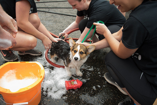 Sudsy Dogtoberfest Raises Funds for DoveLewis Blood Bank