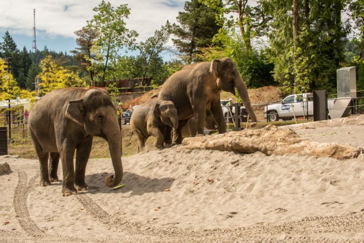 Oregon Zoo Elephants are Walking Twice as Much in New Habitat
