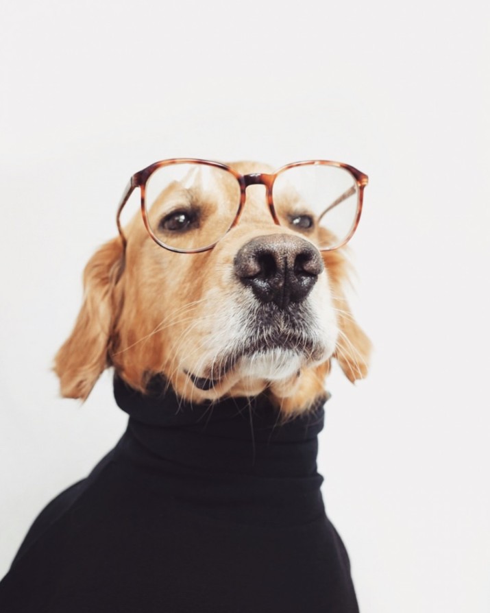 Rose Festival Shows off Contenders for Canine Grand Marshal