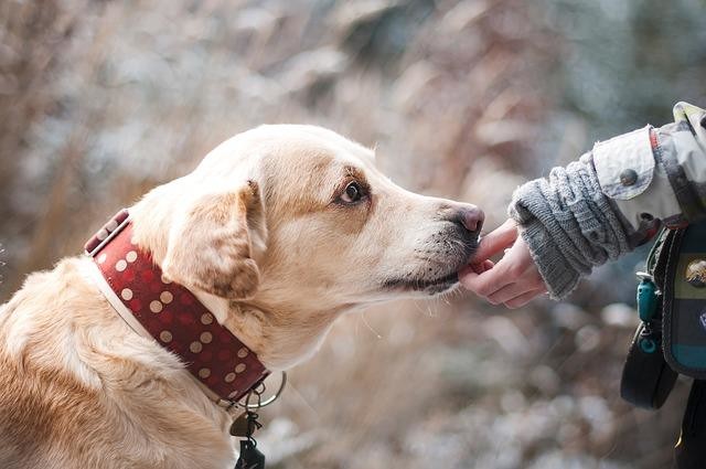 Pet Obesity Awareness Day: Helping Pets Live Longer, Healthier Lives