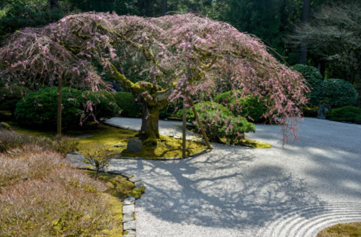 Cheery Blossoms at Japanese Garden Signal Spring