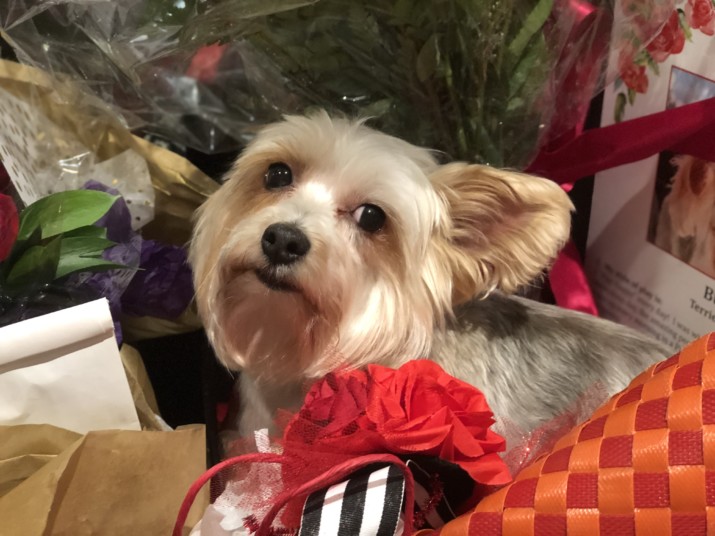 Oregon Humane Society Seeks “Canine Royalty” for Rose Festival Canine Court