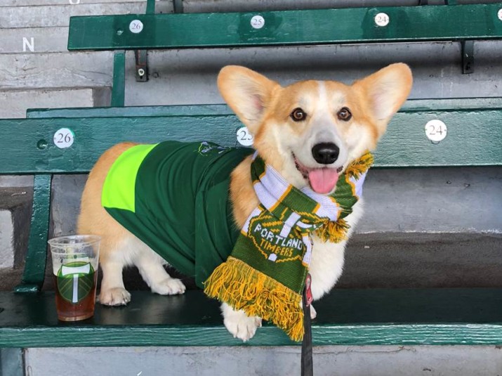 FALL PREVIEW: Timbers 2 Organizations to Host “Bark in the Park” to Benefit Shelter Pets