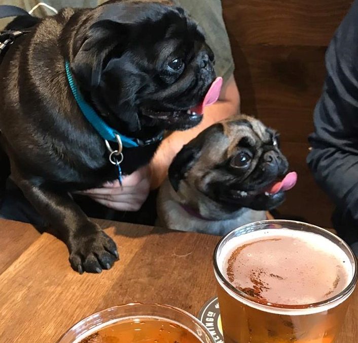 FALL PREVIEW: Pacific Pug Rescue to Host “Pints for Pugs” Fundraiser
