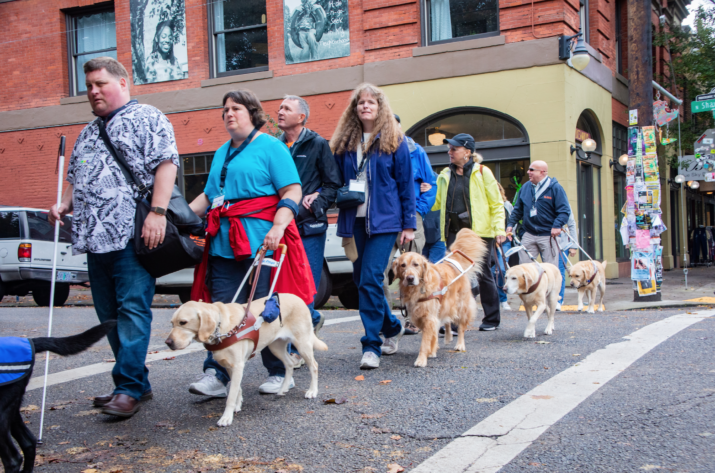 guide dog for blind dog