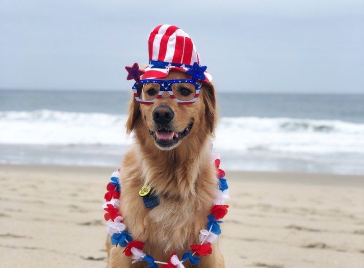 Guide Dogs for the Blind 7th Annual Puparazzi Photo Contest Raises $39,000