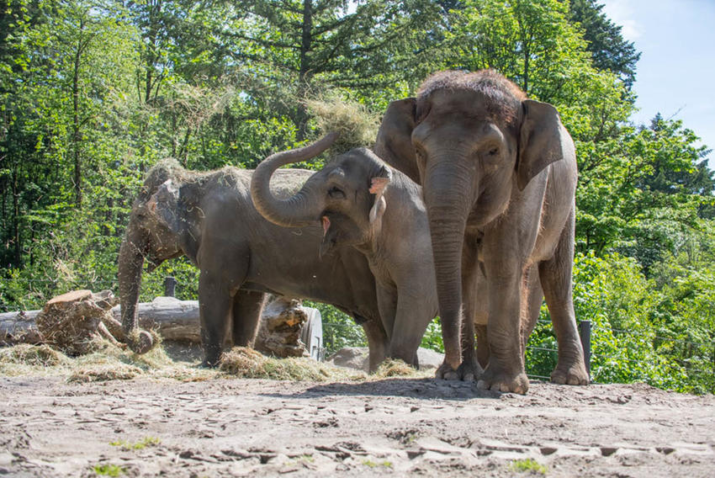 Oregon Zoo Reopens to Public With Timed Ticketing & Limited Attendance