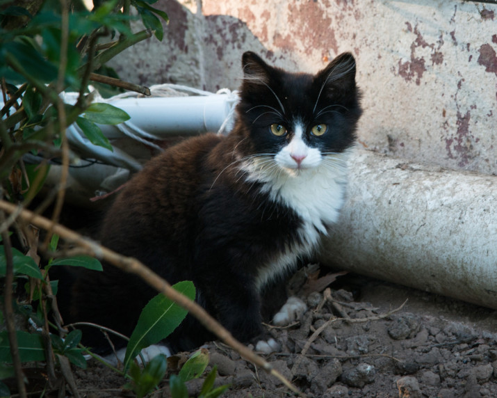 COVID-19 Precautions Affect Feline Populations