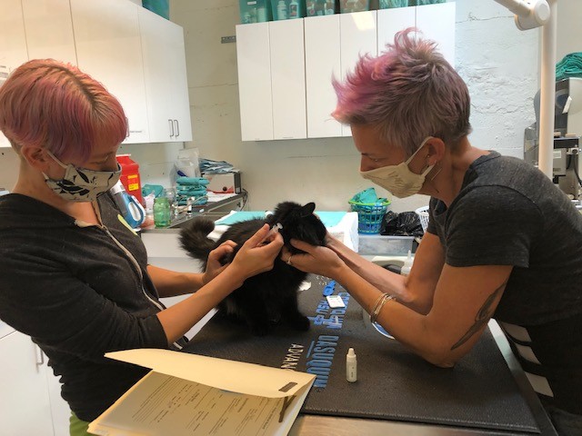 The Pixie Project Continues Helping Animals During Pandemic