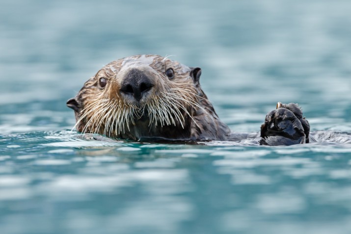 Seattle Aquarium Puts Safeguards in Place to Welcome Visitors