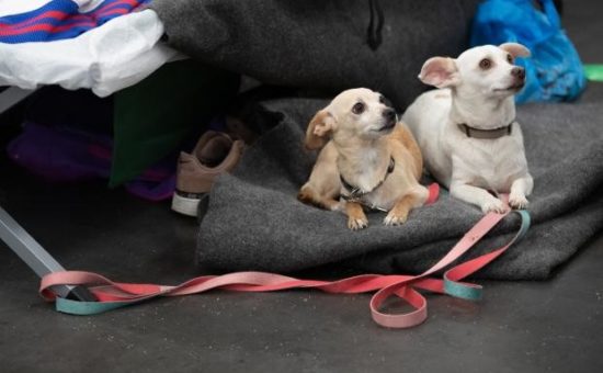 two small dogs, one brown and one white, lay on mats on the floor. 