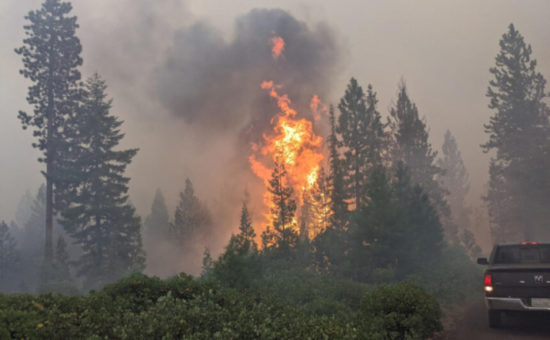 Oregon Parks Forever Raises Funds to Replant One Million Trees Lost to Wildfires