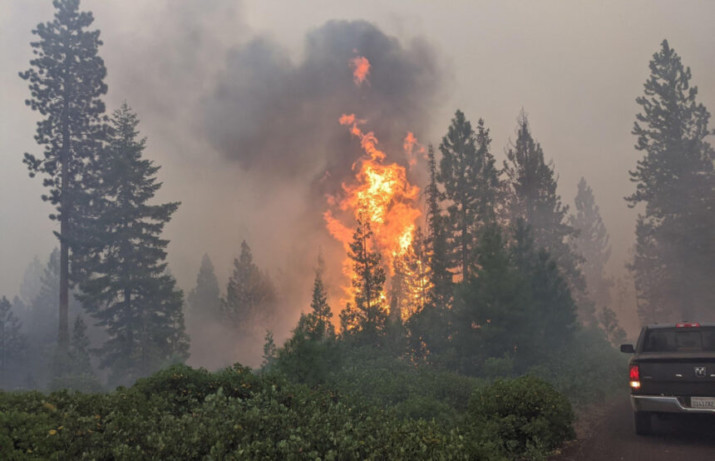 Oregon Parks Forever Raises Funds to Replant One Million Trees Lost to Wildfires
