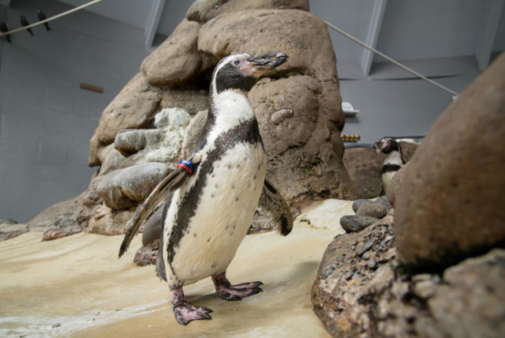 Oregon Zoo Celebrates Remarkable Life of One of World’s Oldest Penguins