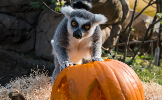 Howloween at the Oregon Zoo Offers Perfectly Spooky Stroll