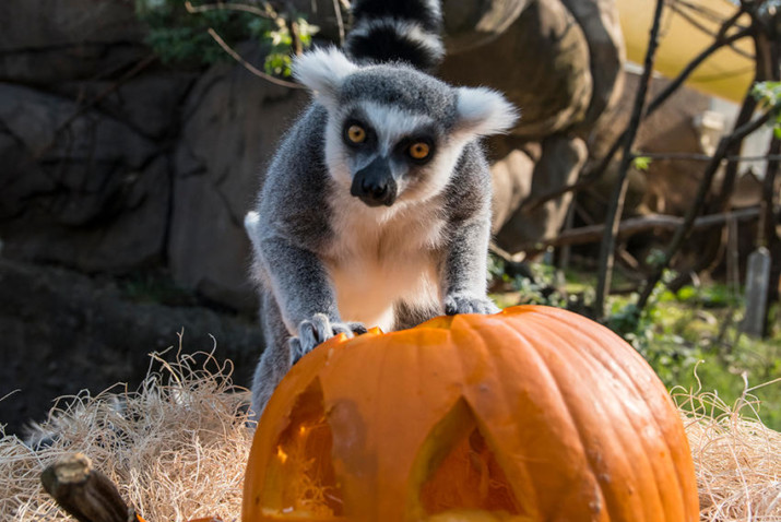 Howloween at the Oregon Zoo Offers Perfectly Spooky Stroll