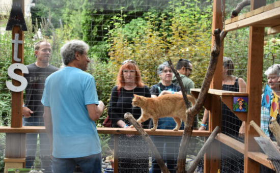 Feral Cat Coalition Holds Showcase of Kitty-Friendly Outdoor Play Enclosures